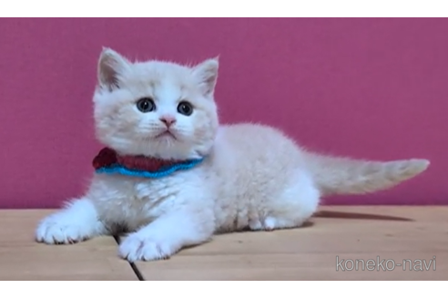 成約済の東京都のブリティッシュショートヘア-106561の3枚目